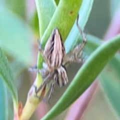 Oxyopes sp. (genus) at Corroboree Park - 25 Mar 2024