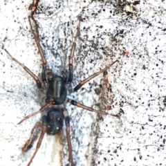 Pentasteron sp. (genus) (Ant-eating spider) at Corroboree Park - 25 Mar 2024 by Hejor1