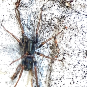 Pentasteron sp. (genus) at Corroboree Park - 25 Mar 2024