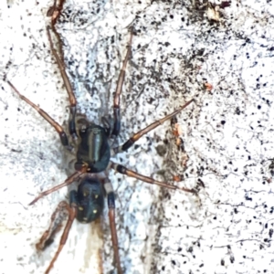 Pentasteron sp. (genus) at Corroboree Park - 25 Mar 2024 03:59 PM