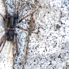 Pentasteron sp. (genus) at Corroboree Park - 25 Mar 2024 03:59 PM