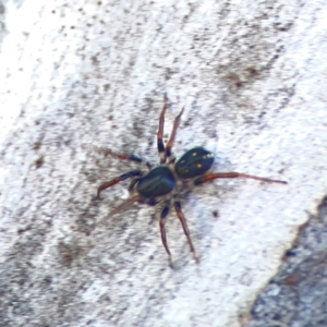 Pentasteron sp. (genus) at Corroboree Park - 25 Mar 2024 03:59 PM