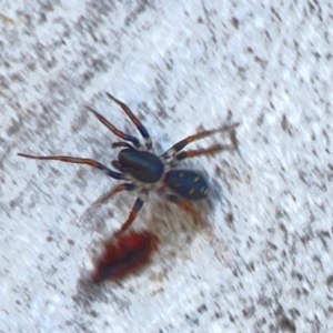 Pentasteron sp. (genus) at Corroboree Park - 25 Mar 2024 03:59 PM