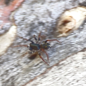 Pentasteron sp. (genus) at Corroboree Park - 25 Mar 2024