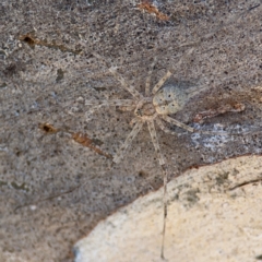 Tamopsis sp. (genus) (Two-tailed spider) at Corroboree Park - 25 Mar 2024 by Hejor1