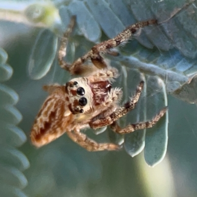 Opisthoncus serratofasciatus (Chevronned jumper) at Ainslie, ACT - 25 Mar 2024 by Hejor1