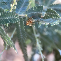 Opisthoncus serratofasciatus at Ainslie, ACT - 25 Mar 2024