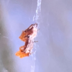 Philoponella congregabilis (Social house spider) at Corroboree Park - 25 Mar 2024 by Hejor1