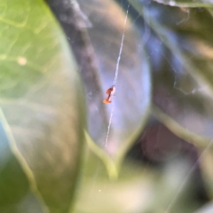 Philoponella congregabilis at Corroboree Park - 25 Mar 2024 05:03 PM