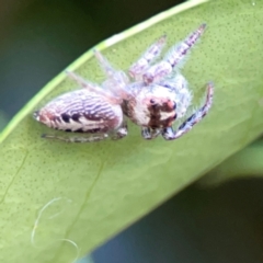 Opisthoncus sp. (genus) (Unidentified Opisthoncus jumping spider) at Corroboree Park - 25 Mar 2024 by Hejor1