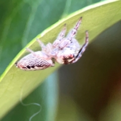 Opisthoncus sp. (genus) at Corroboree Park - 25 Mar 2024 05:07 PM