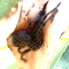 Isopeda or Isopedella sp. (genus) (Huntsman) at Corroboree Park - 25 Mar 2024 by Hejor1