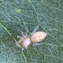 Opisthoncus sp. (genus) at Corroboree Park - 25 Mar 2024