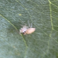 Opisthoncus sp. (genus) at Corroboree Park - 25 Mar 2024