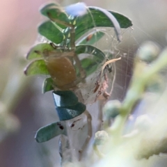 Unidentified Other hunting spider at Ainslie, ACT - 25 Mar 2024 by Hejor1