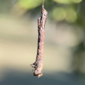 Geometridae (family) IMMATURE at Corroboree Park - 25 Mar 2024