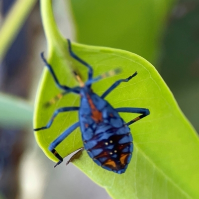 Amorbus sp. (genus) (Eucalyptus Tip bug) at Corroboree Park - 25 Mar 2024 by Hejor1