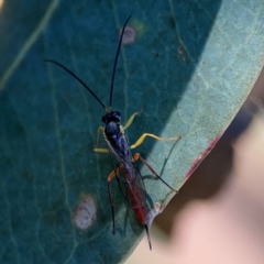 Ichneumonoidea (Superfamily) (A species of parasitic wasp) at Corroboree Park - 25 Mar 2024 by Hejor1