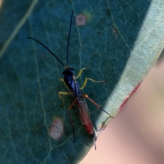 Ichneumonoidea (Superfamily) at Corroboree Park - 25 Mar 2024