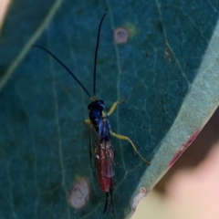 Ichneumonoidea (Superfamily) at Corroboree Park - 25 Mar 2024