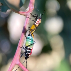 Dindymus versicolor (Harlequin Bug) at Corroboree Park - 25 Mar 2024 by Hejor1