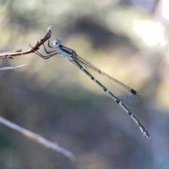 Austrolestes leda (Wandering Ringtail) at Corroboree Park - 25 Mar 2024 by Hejor1