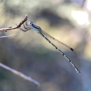 Austrolestes leda at Corroboree Park - 25 Mar 2024