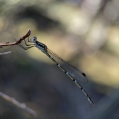 Austrolestes leda at Corroboree Park - 25 Mar 2024