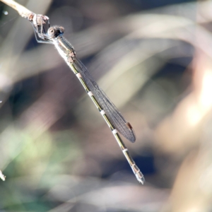 Austrolestes leda at Corroboree Park - 25 Mar 2024