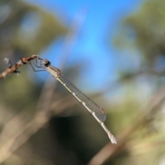 Austrolestes leda at Corroboree Park - 25 Mar 2024