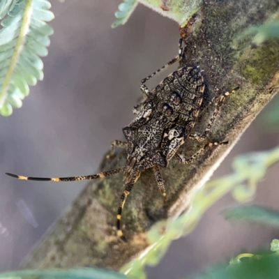 Alcaeus varicornis (Acacia shield bug) at Corroboree Park - 25 Mar 2024 by Hejor1