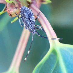 Alcaeus varicornis at Corroboree Park - 25 Mar 2024