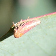 Cicadellidae (family) at Corroboree Park - 25 Mar 2024 by Hejor1