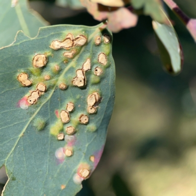 Unidentified Eucalyptus Gall at Ainslie, ACT - 25 Mar 2024 by Hejor1