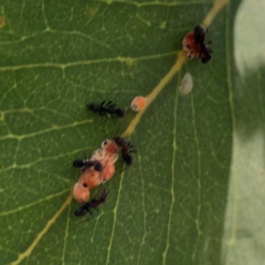 Formicidae (family) at Corroboree Park - 25 Mar 2024