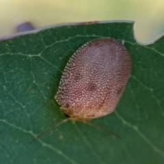 Paropsis atomaria at Corroboree Park - 25 Mar 2024