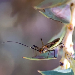 Rayieria acaciae (Acacia-spotting bug) at Corroboree Park - 25 Mar 2024 by Hejor1