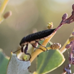 Rhinotia sp. (genus) (Unidentified Rhinotia weevil) at Corroboree Park - 25 Mar 2024 by Hejor1