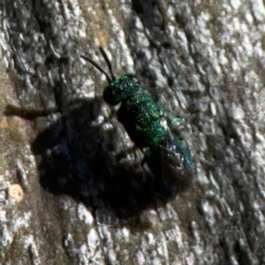 Primeuchroeus sp. (genus) (Cuckoo Wasp) at Corroboree Park - 25 Mar 2024 by Hejor1
