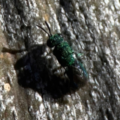 Primeuchroeus sp. (genus) (Cuckoo Wasp) at Corroboree Park - 25 Mar 2024 by Hejor1