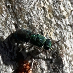 Primeuchroeus sp. (genus) at Corroboree Park - 25 Mar 2024