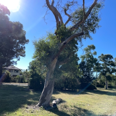 Eucalyptus blakelyi (Blakely's Red Gum) at Corroboree Park - 25 Mar 2024 by Hejor1