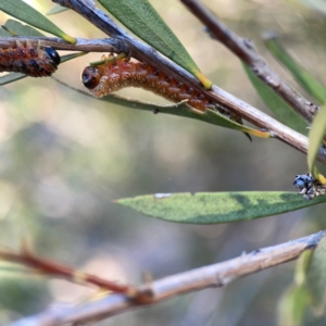 Pterygophorus cinctus at Corroboree Park - 25 Mar 2024