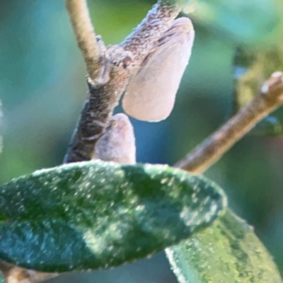 Anzora unicolor (Grey Planthopper) at Corroboree Park - 25 Mar 2024 by Hejor1