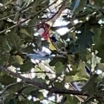 Platycercus eximius (Eastern Rosella) at Corroboree Park - 25 Mar 2024 by Hejor1