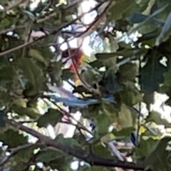 Platycercus eximius at Corroboree Park - 25 Mar 2024