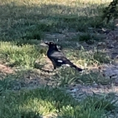 Strepera graculina (Pied Currawong) at Corroboree Park - 25 Mar 2024 by Hejor1