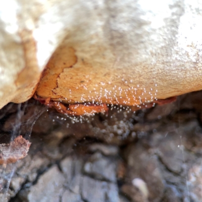 Neuroptera (order) (Unidentified lacewing) at Corroboree Park - 25 Mar 2024 by Hejor1