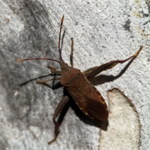 Amorbus sp. (genus) at Corroboree Park - 25 Mar 2024