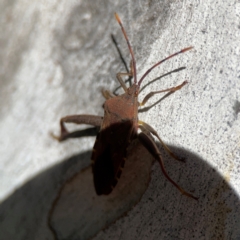 Amorbus sp. (genus) at Corroboree Park - 25 Mar 2024